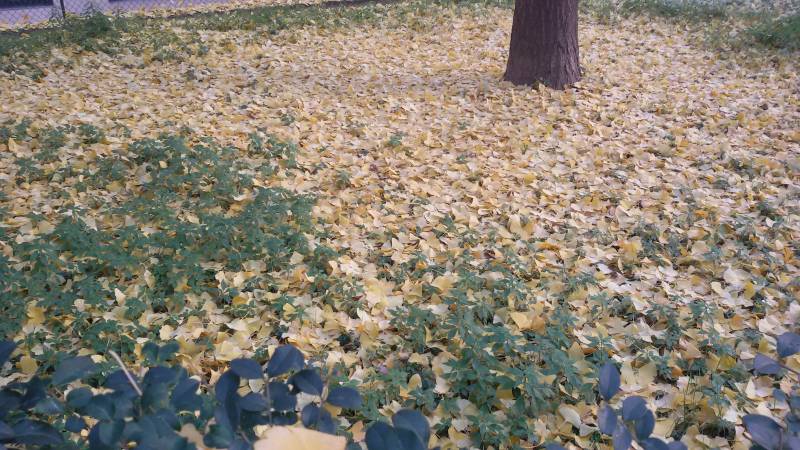 giallo verde