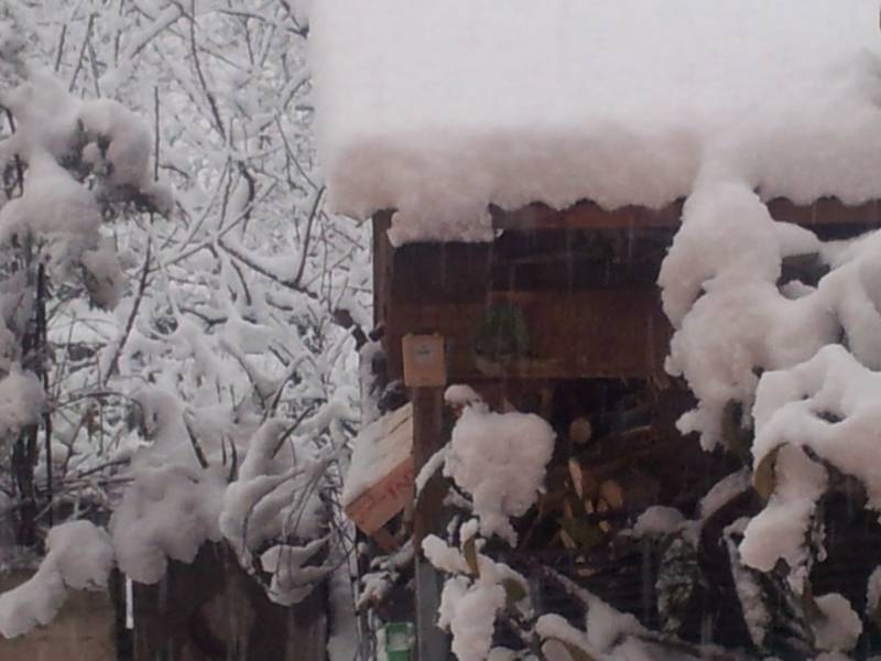 gli uccellini cercano cibo