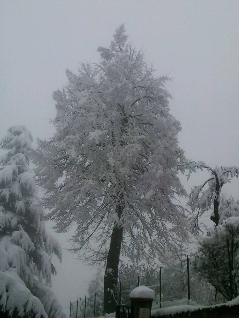 neve sull'albero