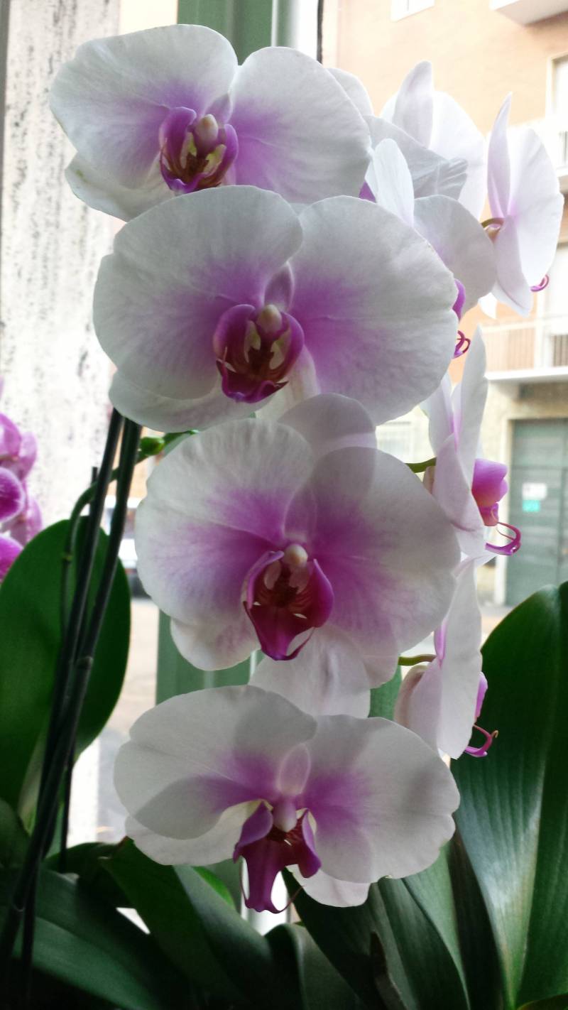 La mia orchidea fiorita