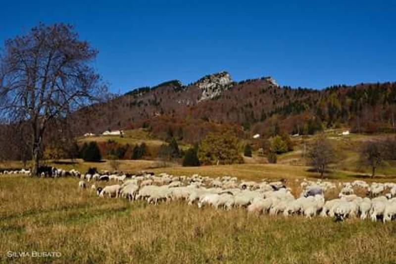 Pecore sotto il monte Spitz