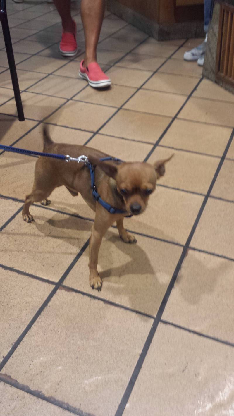 la mascot del bar centrale