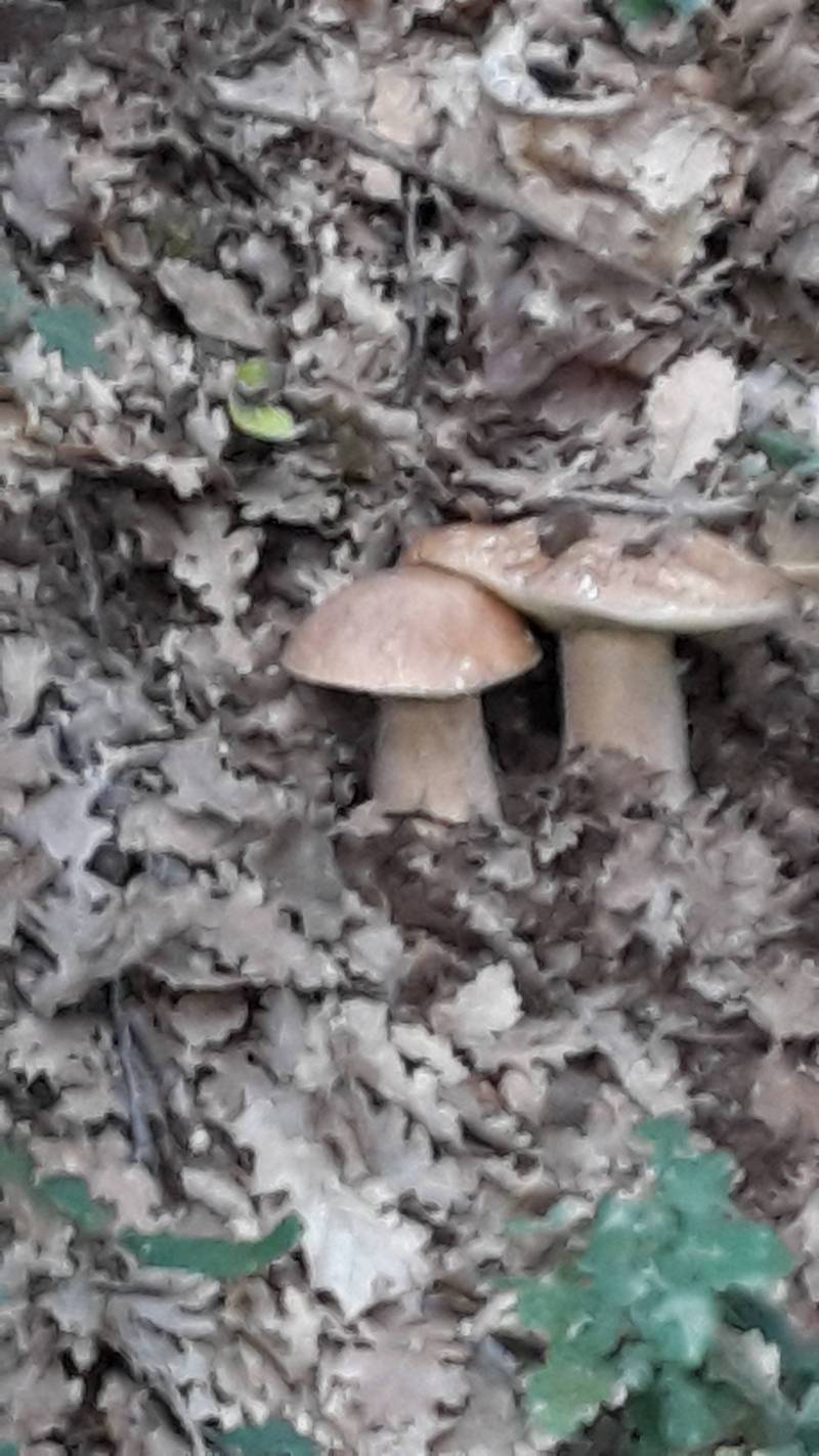 Che funghi