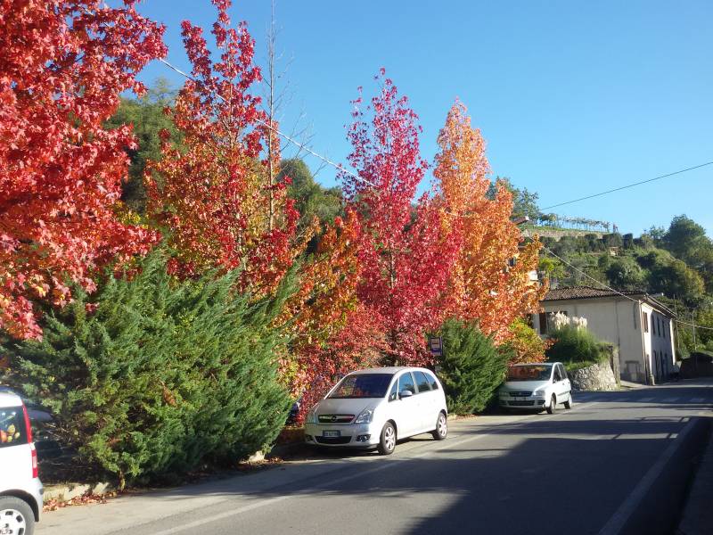 i colori dell'autunno