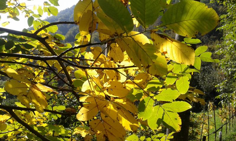 I colori dell'autunno