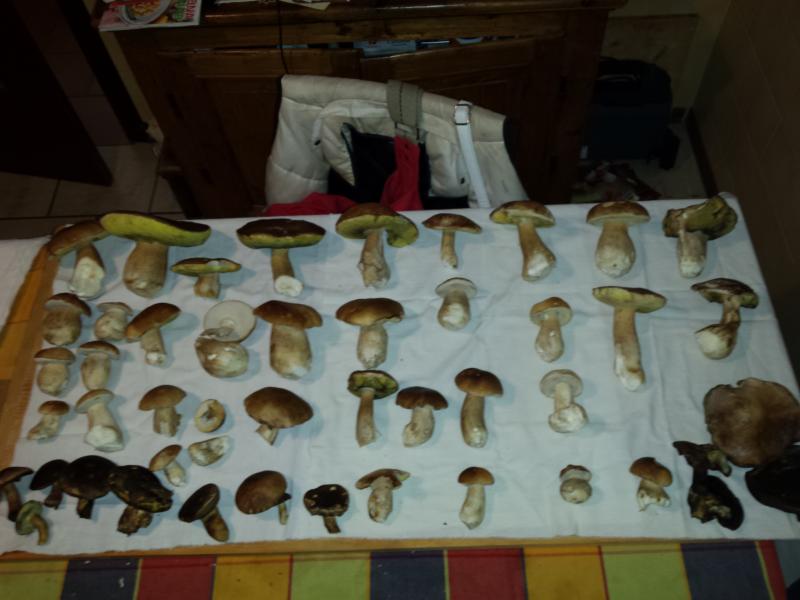funghi 2015