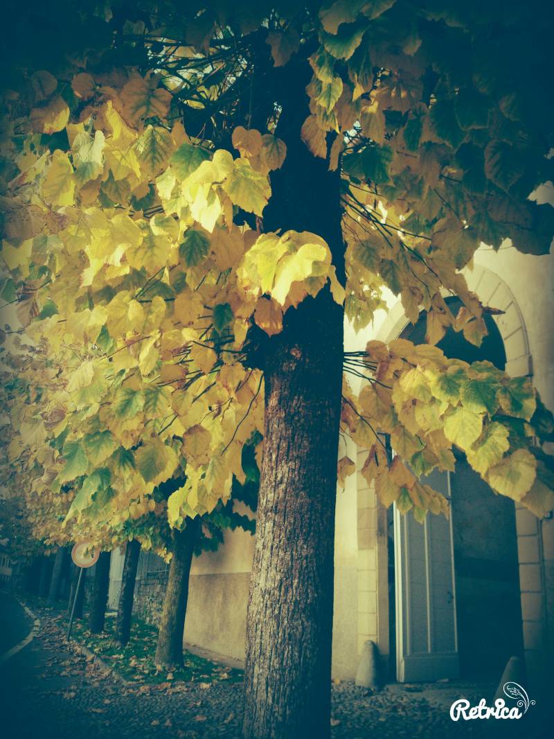 autunno dorato