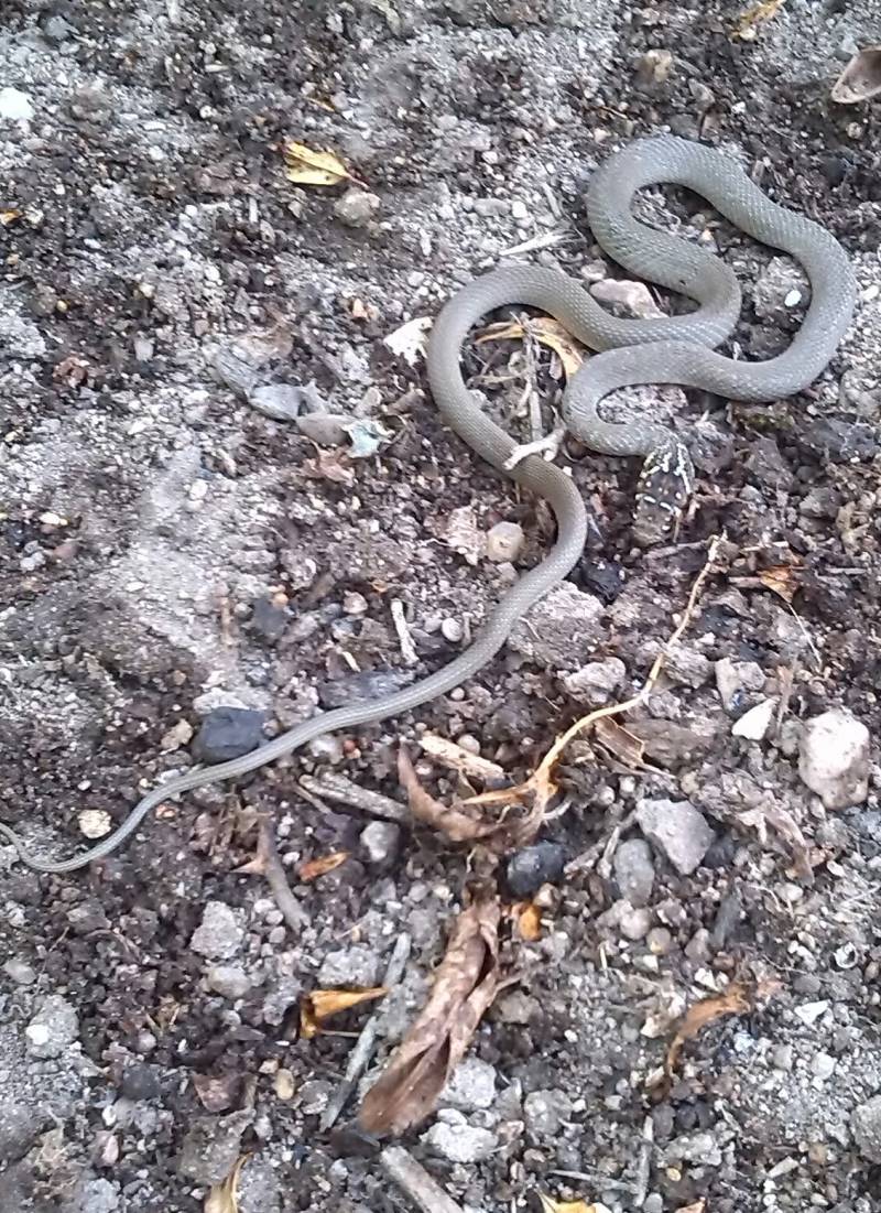 il serpentello nel mio giardino