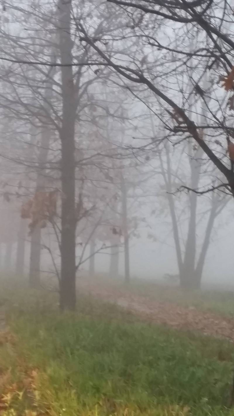 nebbia in brughiera