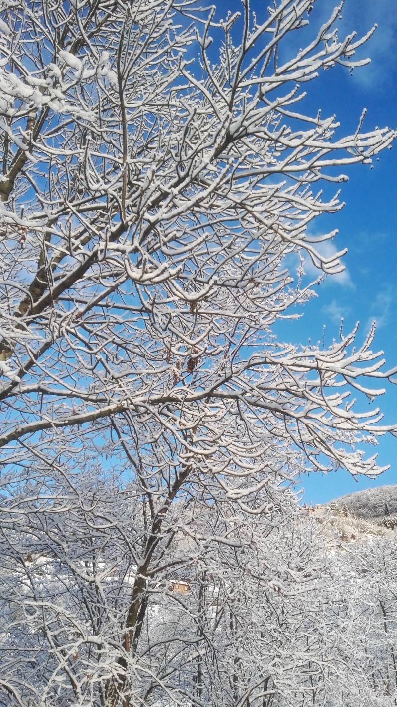 neve tra gli alberi