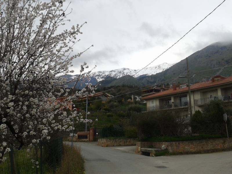 fiori di mandorli e neve in montagna