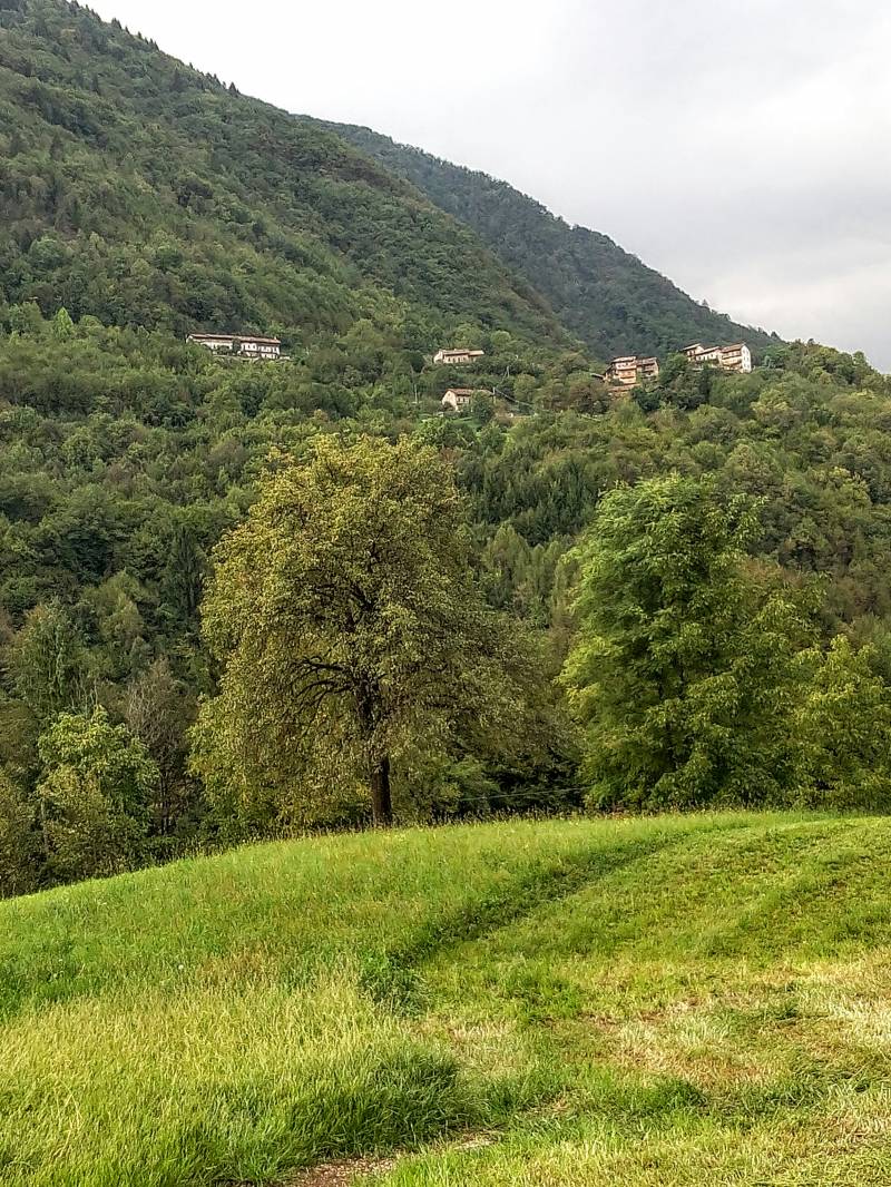 sfumature verdi