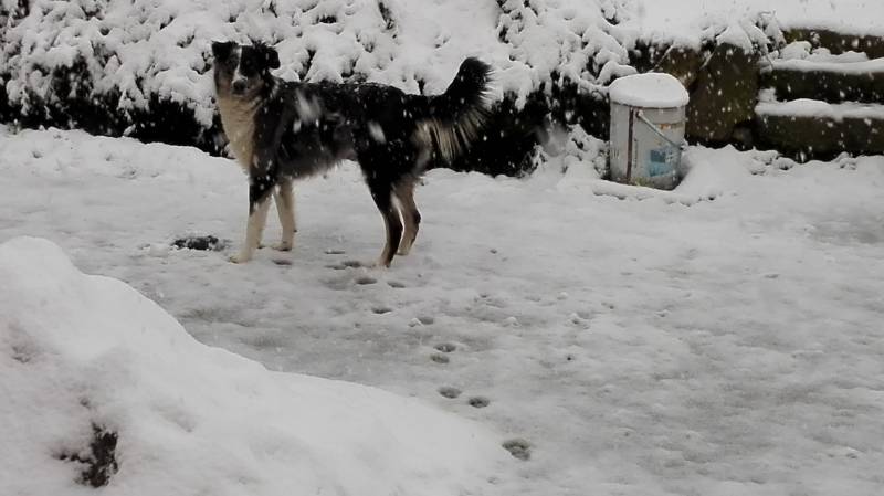 Sally nella neve