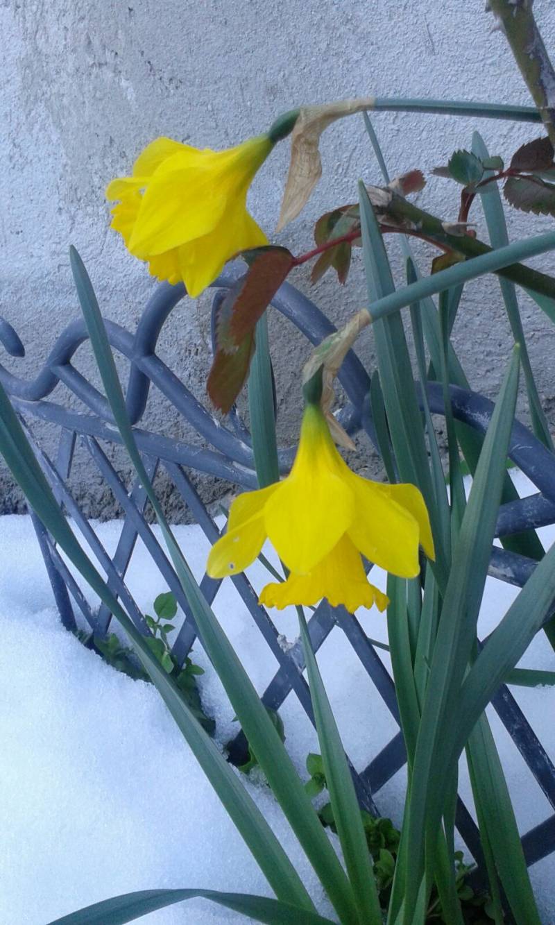 fiori nella neve