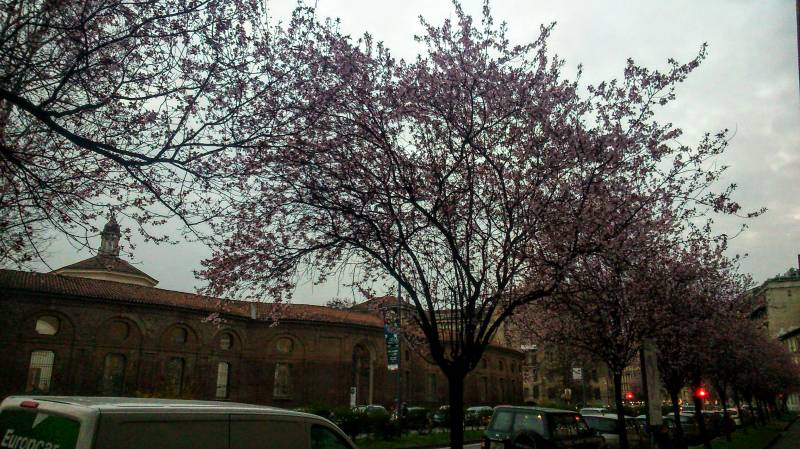 Quasi primavera in Viale Regina Margherita