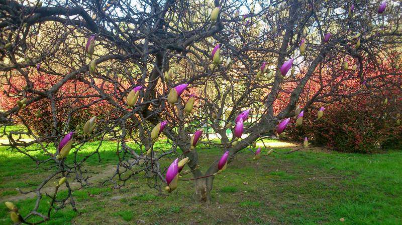 La magnolia di Piazza Vesuvio si sta svegliando
