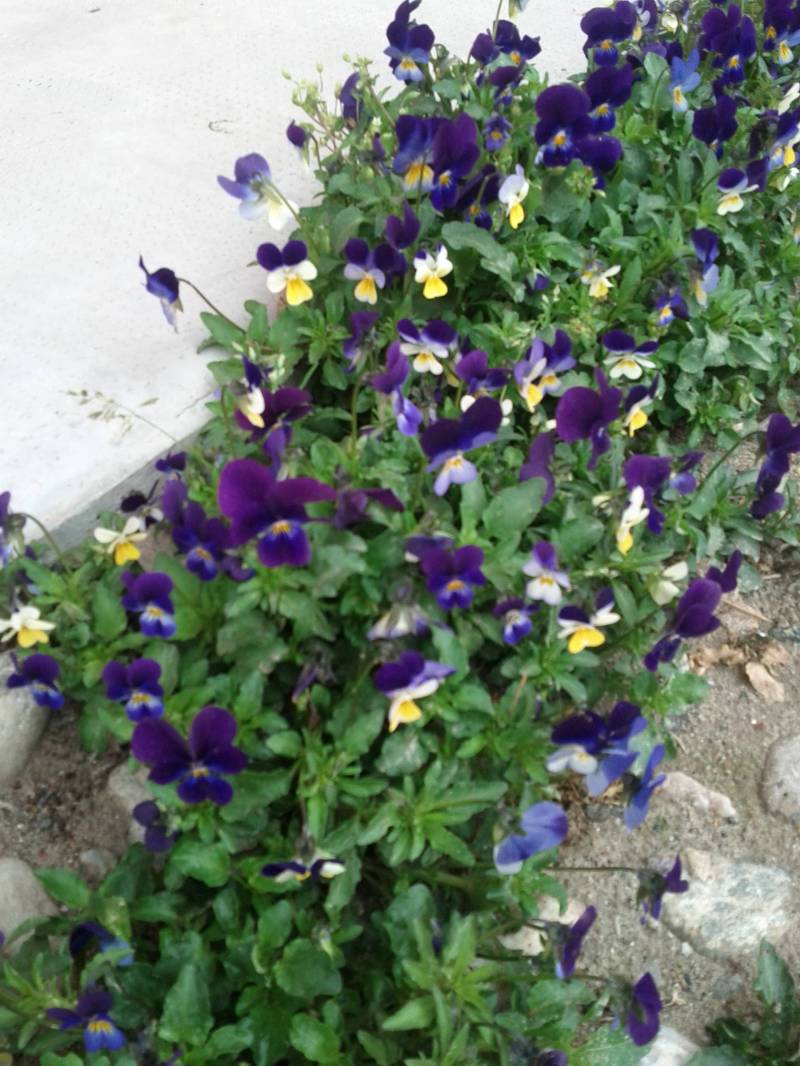 primavera di viole
