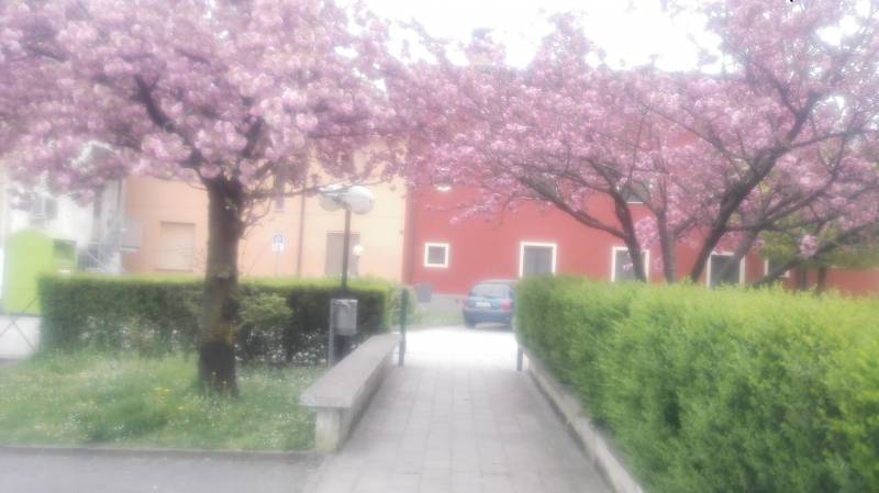 primavera a Chieve