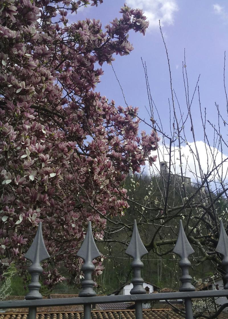 magnolia centenaria in fiore
