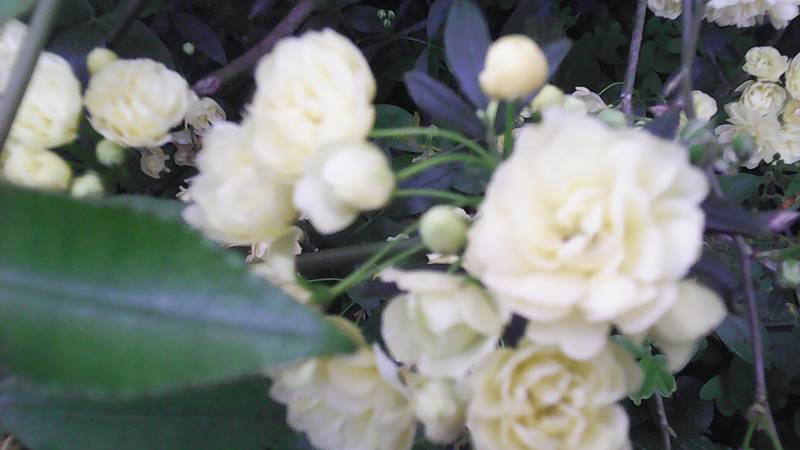 roselline di primavera