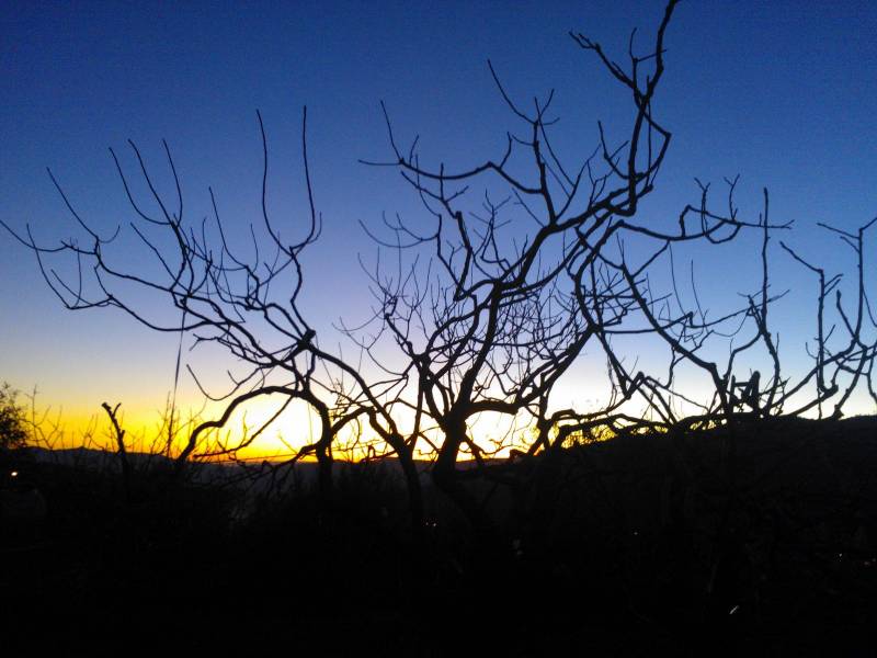 pistacchi al tramonto