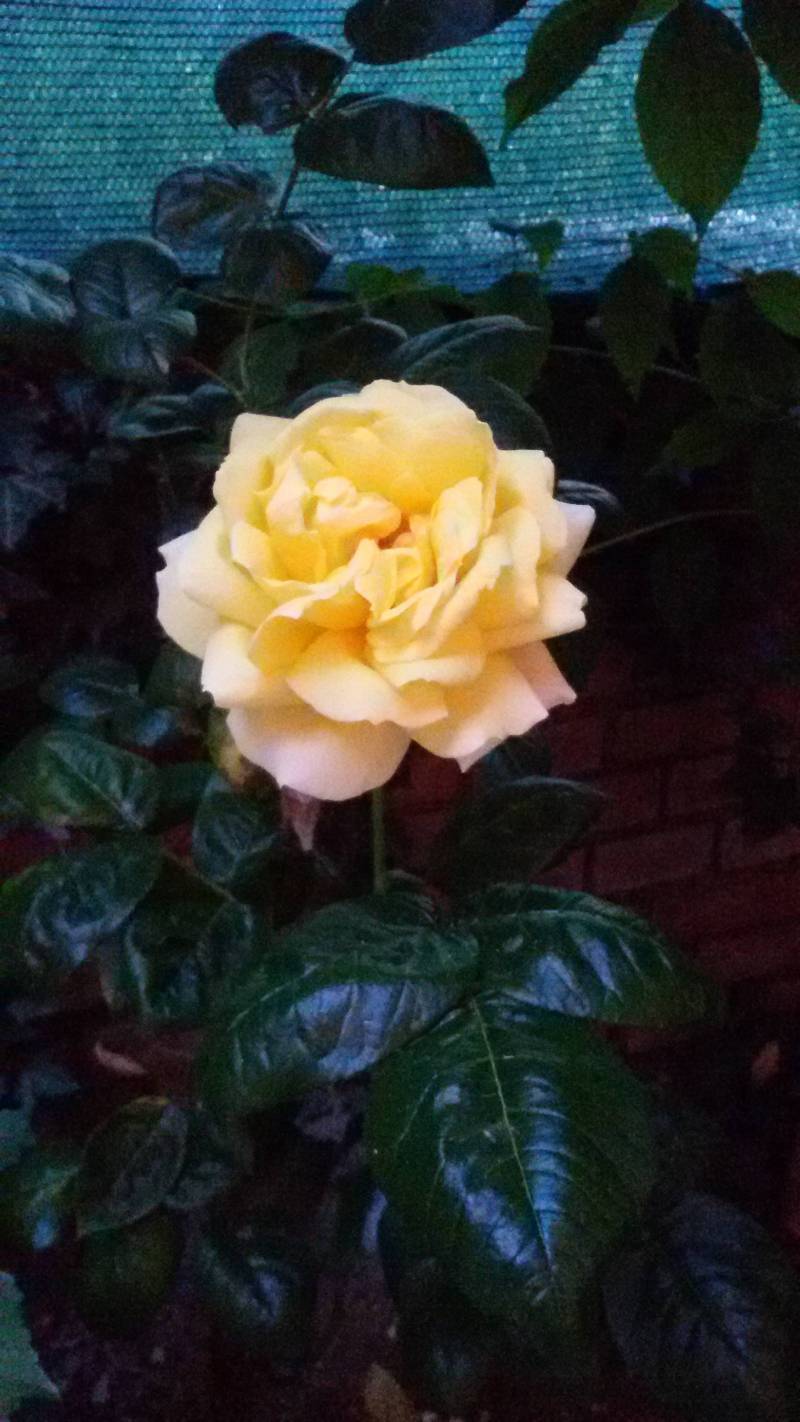 l'unica rosa del mio piccolo giardino