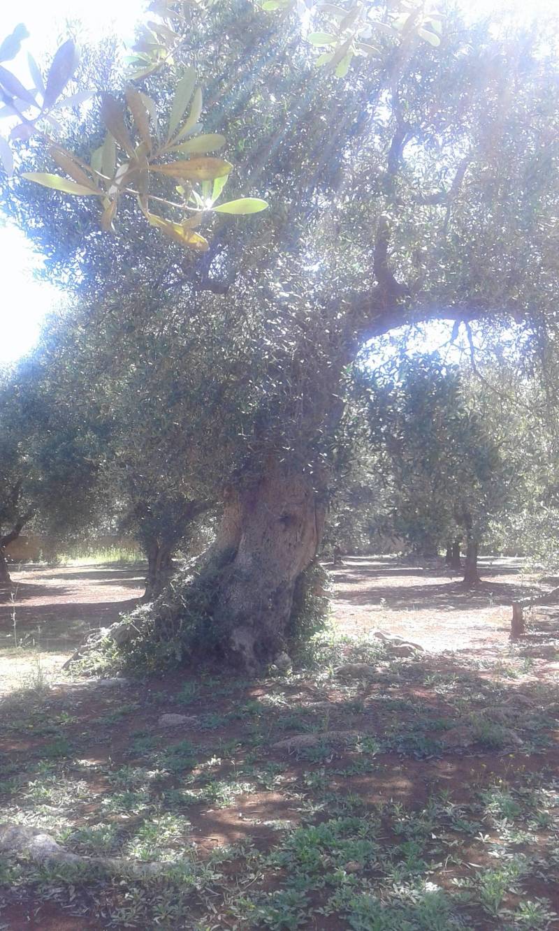 albero olivo secolare