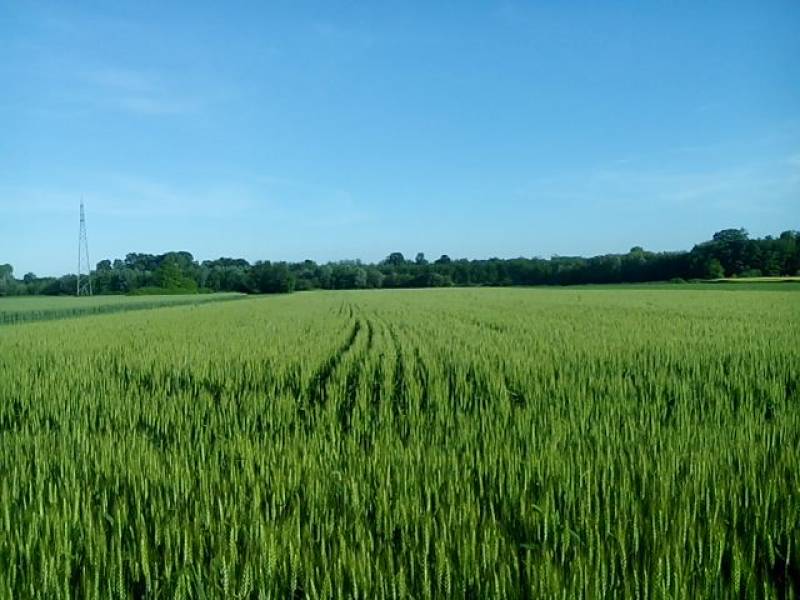 campi di grani