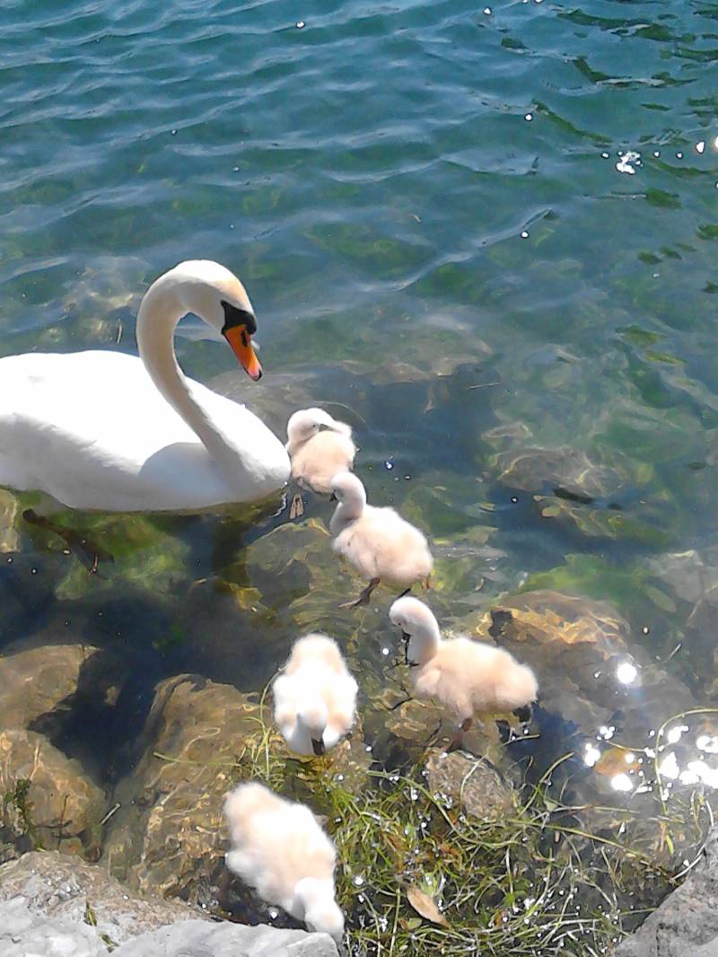 famiglia di cigni