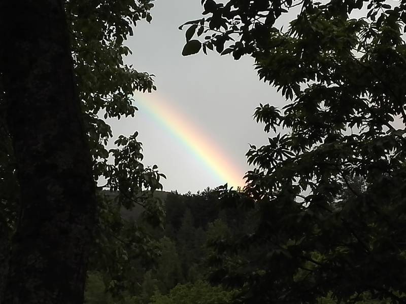 arcobaleno fra gli alberi