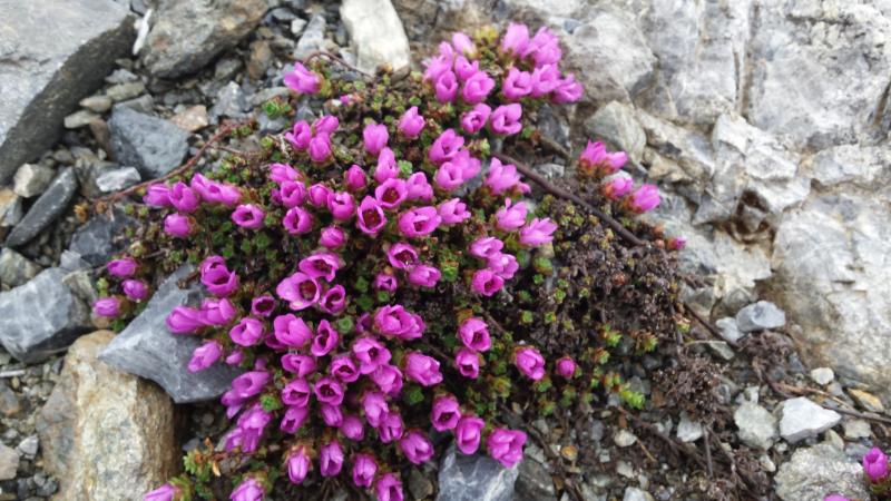 fiori non solo neve
