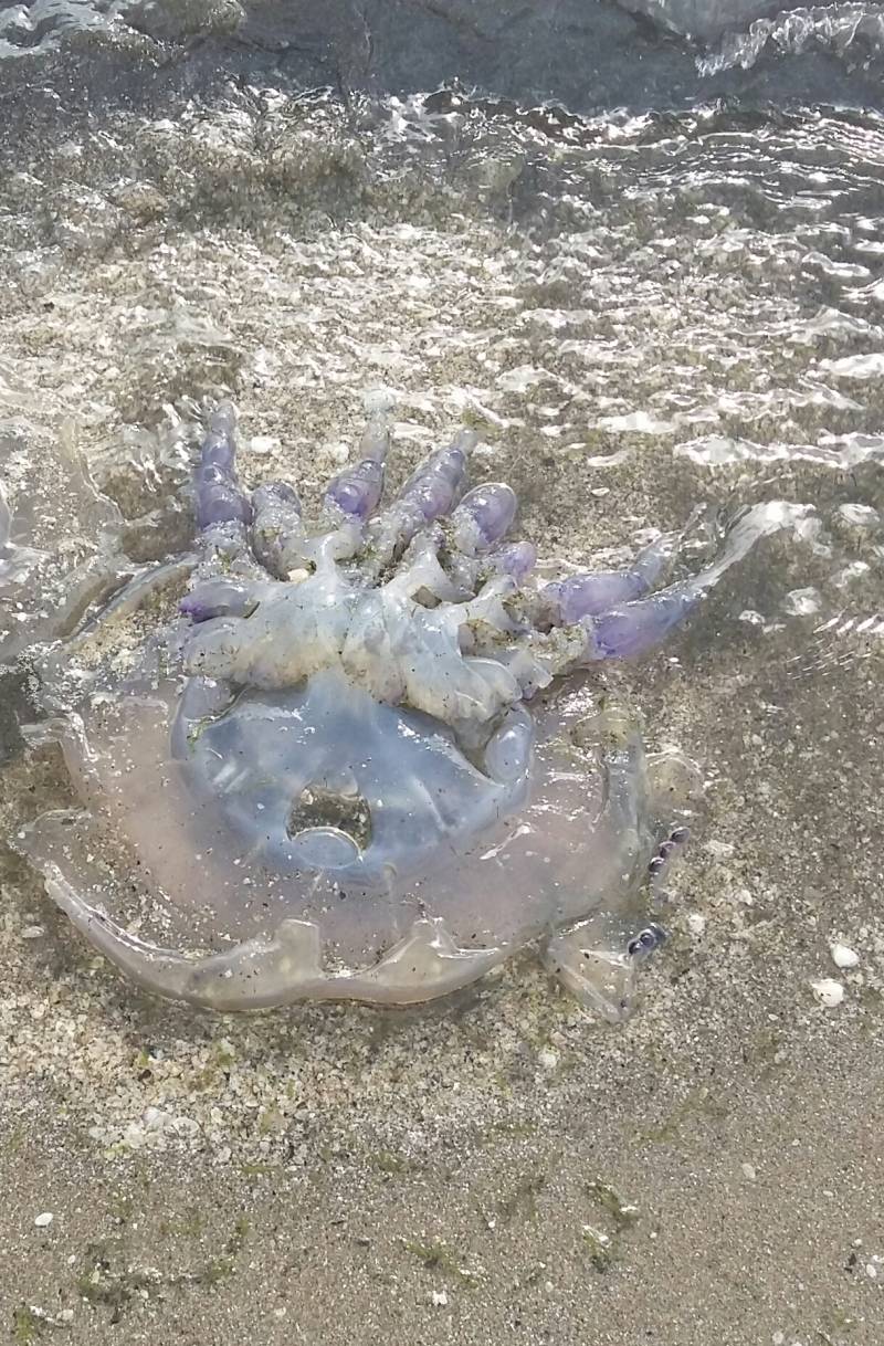 medusa in riva al mare
