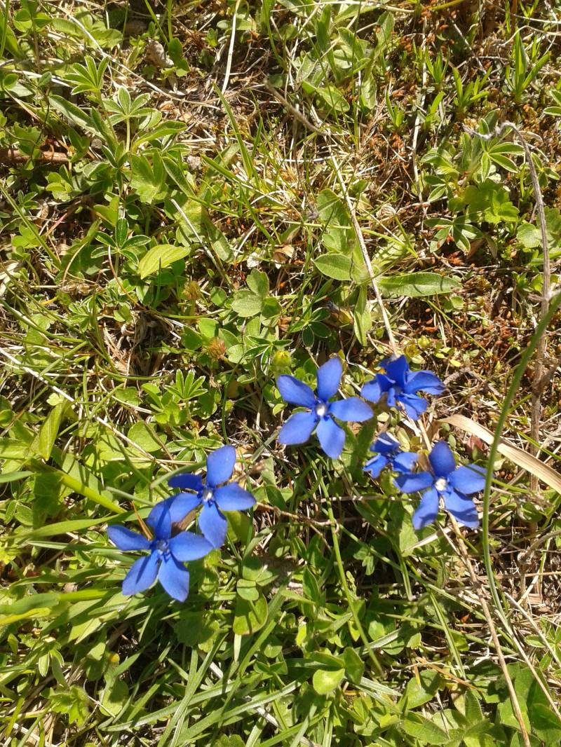 flora alpina la genzianella