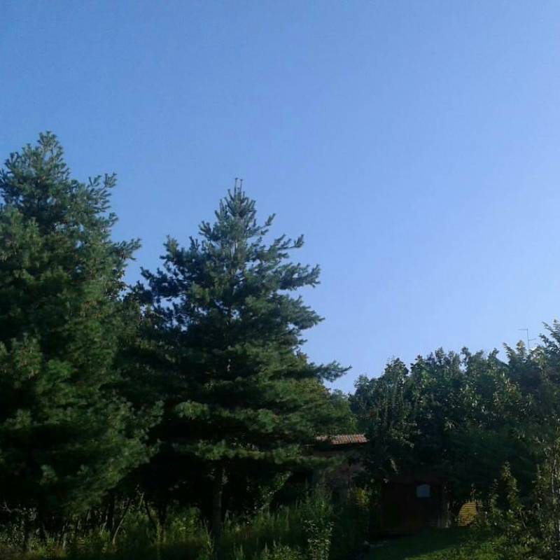 Fotosegnalazione di Vigliano biellese