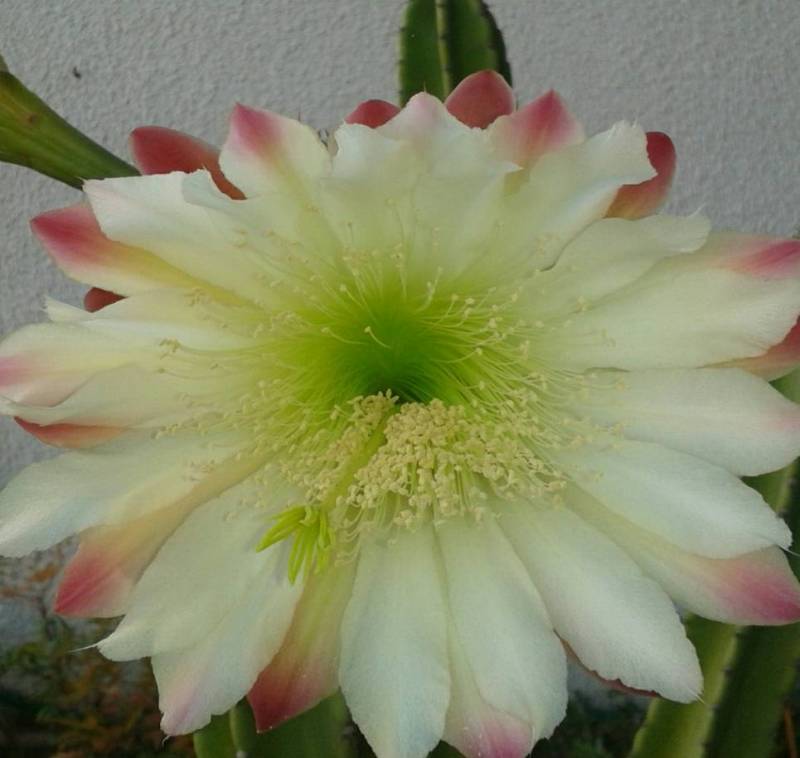 Fiore di cactus