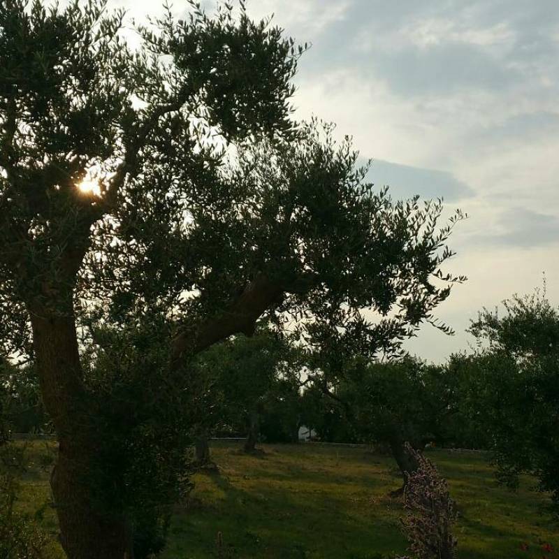 Fotosegnalazione di Alberobello