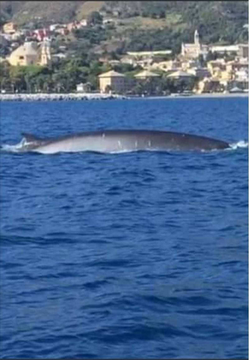 balena davanti al porto
