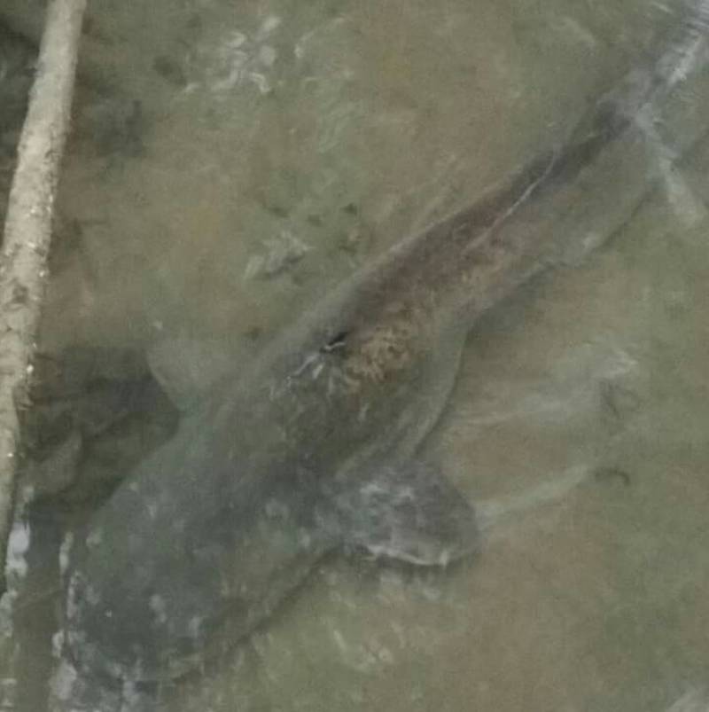 river oglio catfish