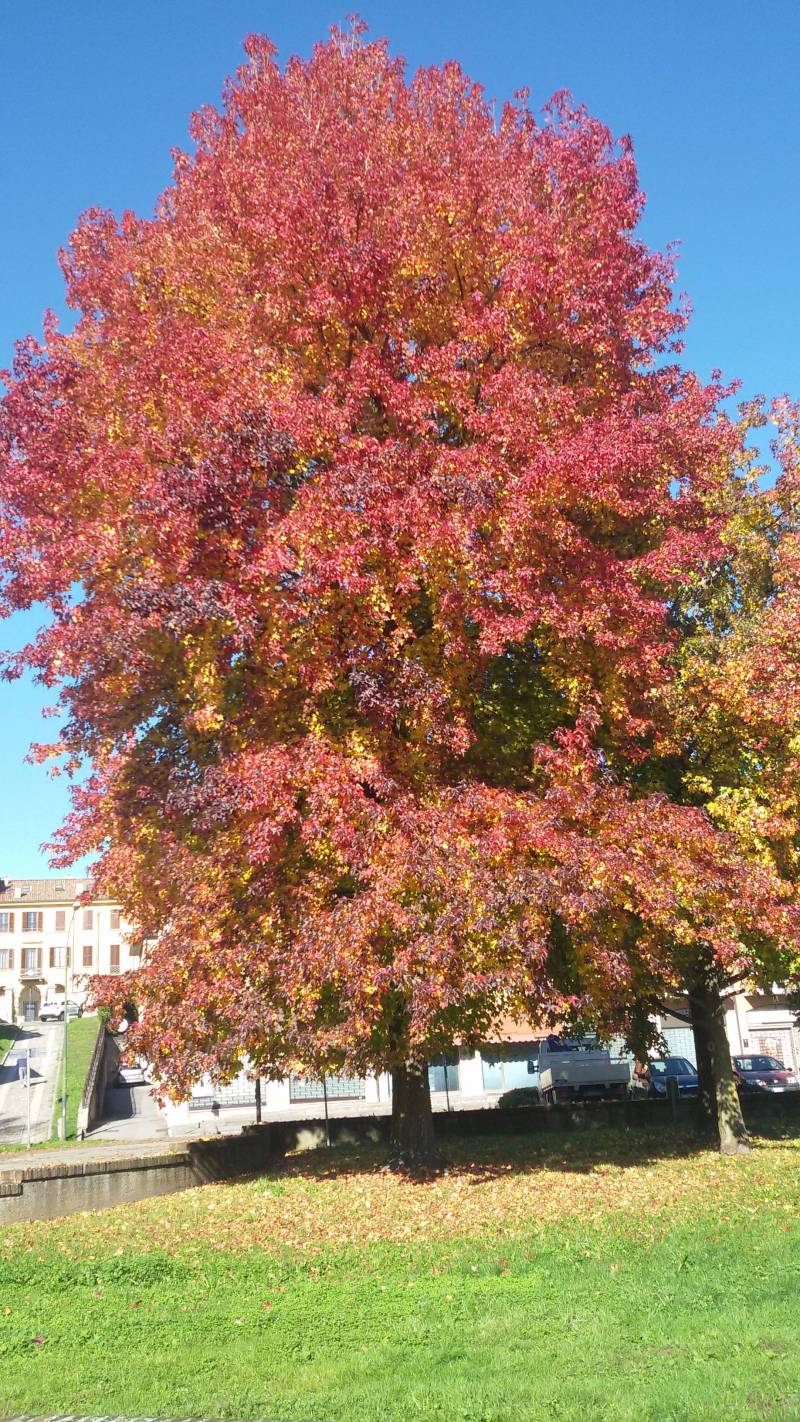 colori d autunno