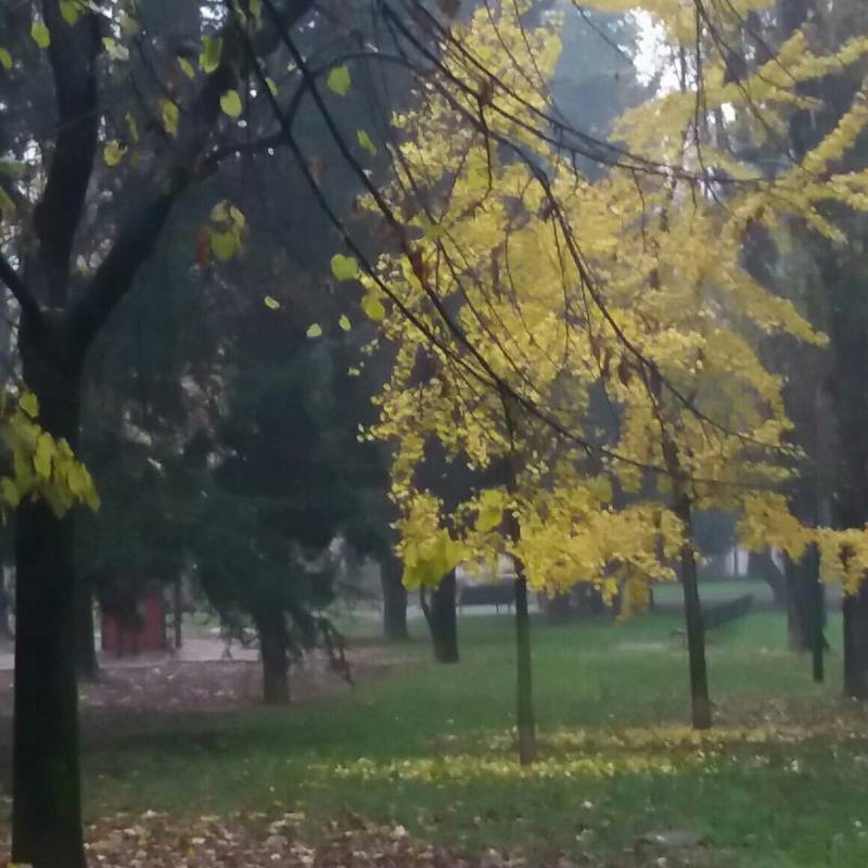 Fotosegnalazione di Sesto san giovanni