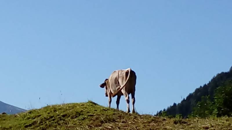 mucca al pascolo in estate