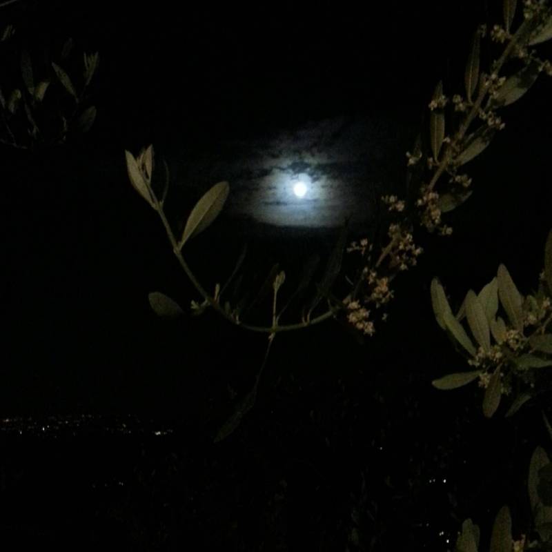Luna incorniciata da fiori di olivo