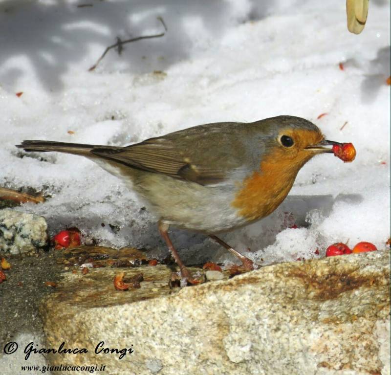Pettirosso nella neve by G.Congi