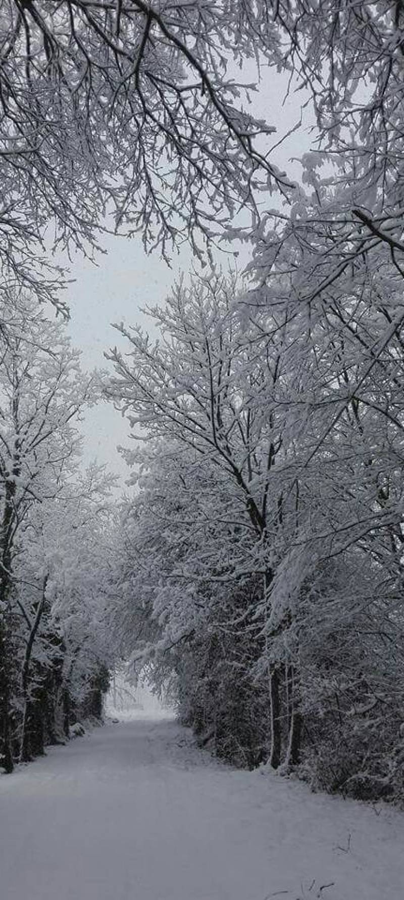 neve 15 gennaio 2017