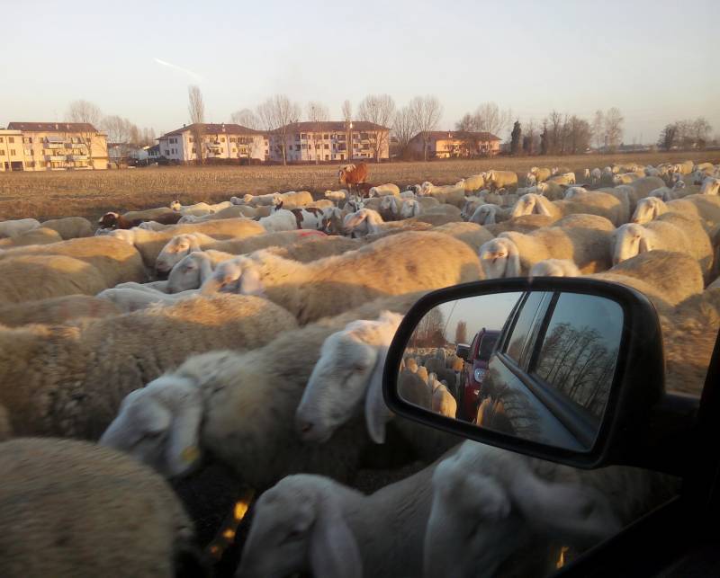 gregge di pecore a Dresano