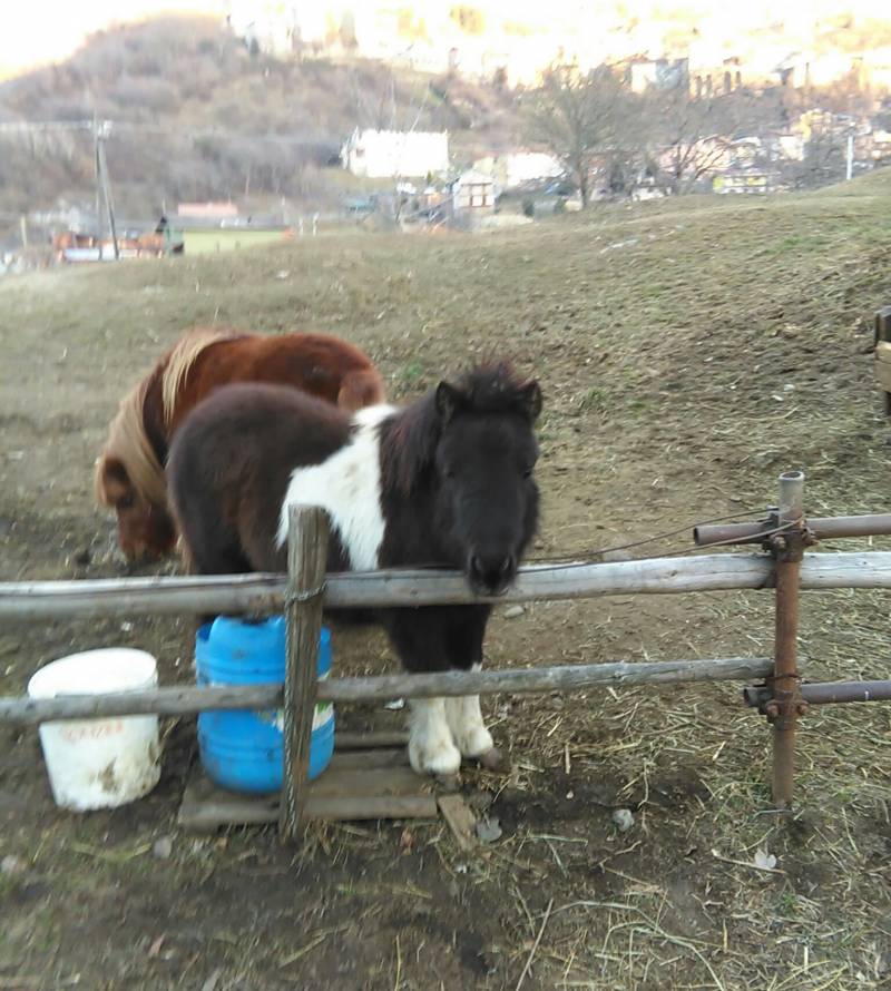 pony a cimbergo