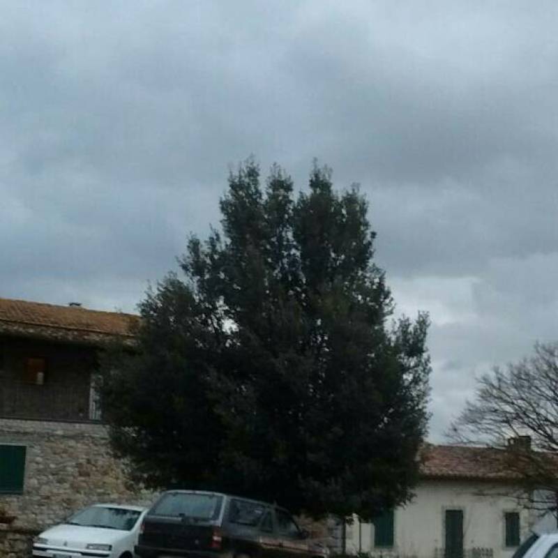 Fotosegnalazione di Poggi del sasso
