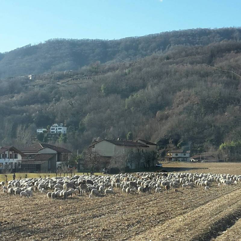 pecore al pascolo