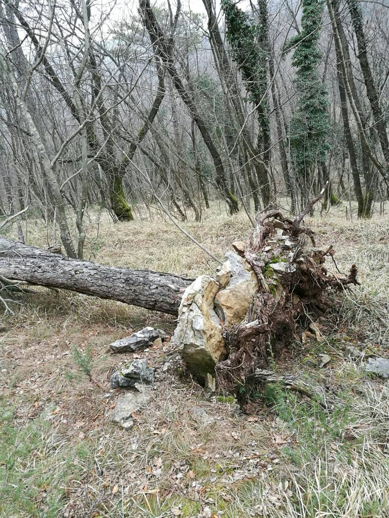 l albero caduto