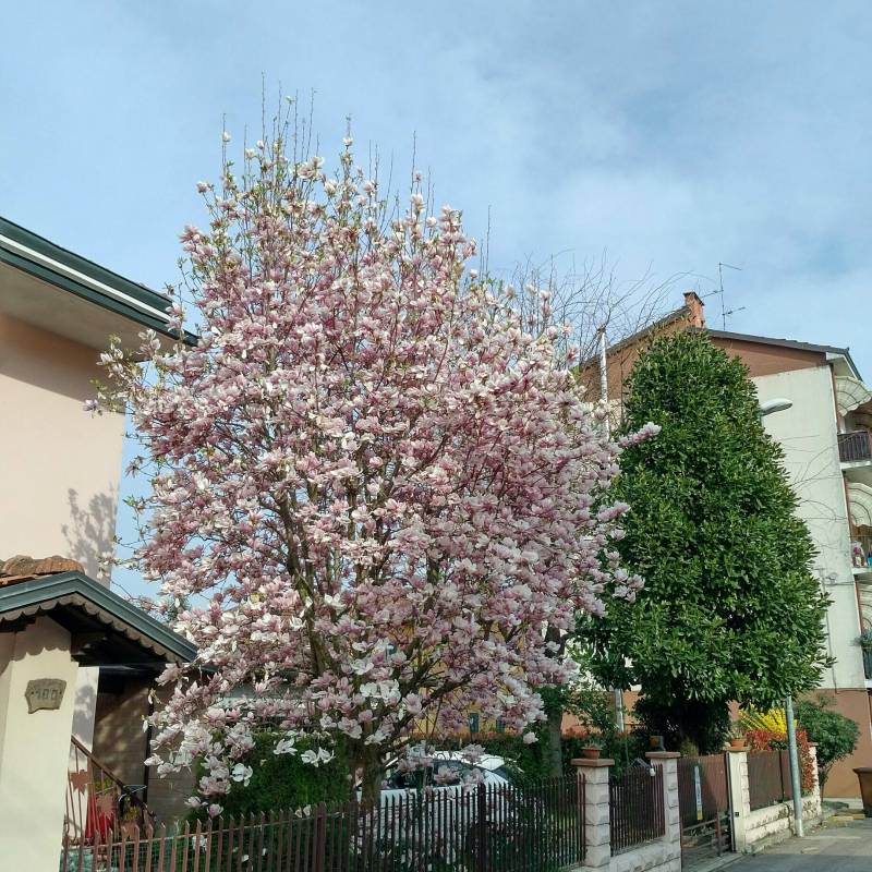 magnolia in fiore